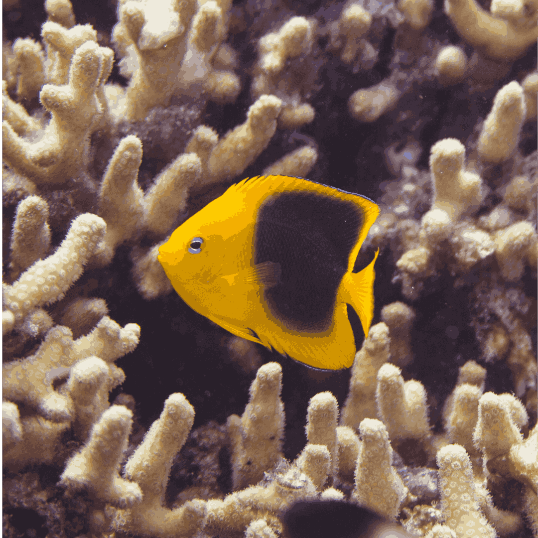Saltwater Angelfish Collection | Foxy Saltwater Tropicals