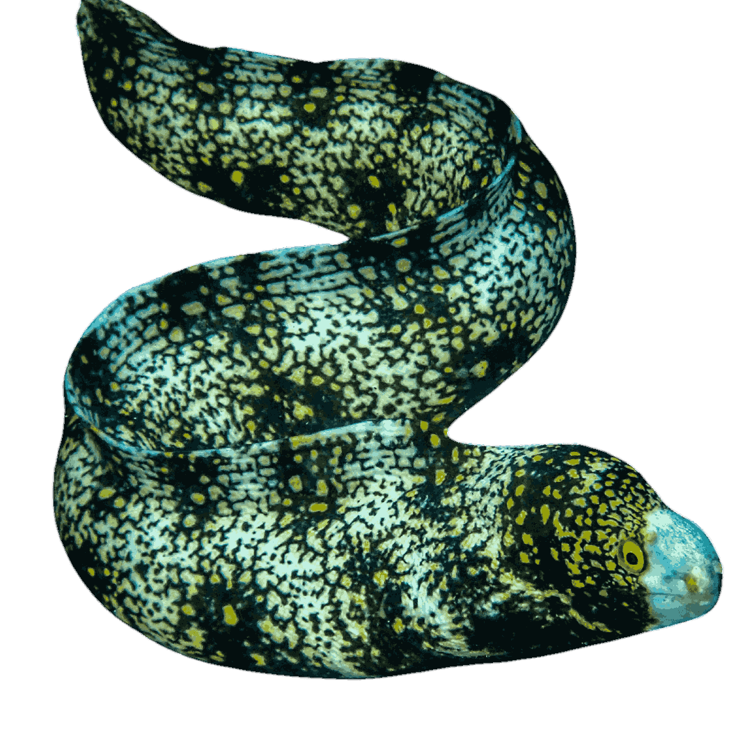 Snowflake Eel (small/medium)