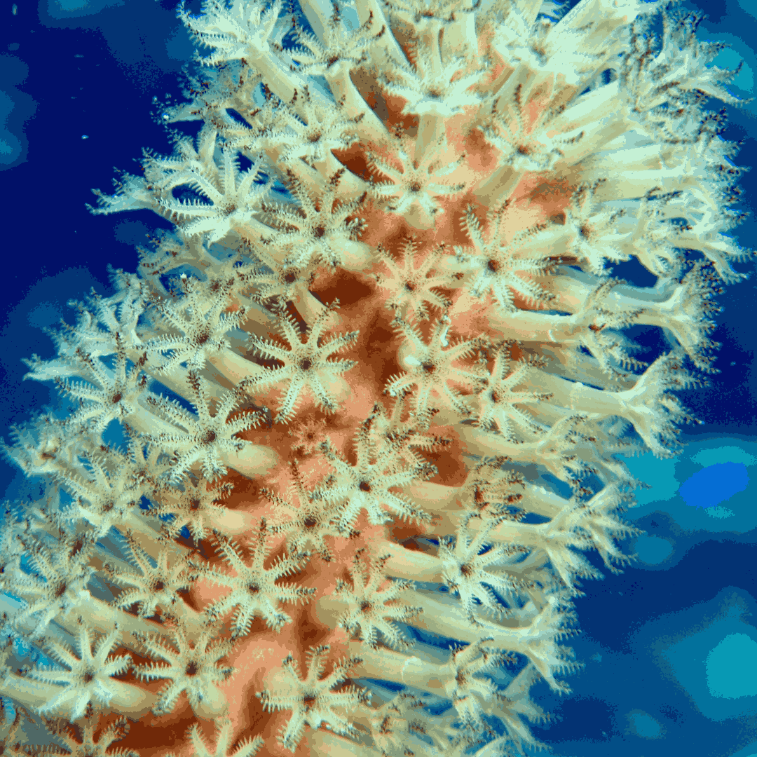 Split Pore Sea Rod Gorgonian (under 10")
