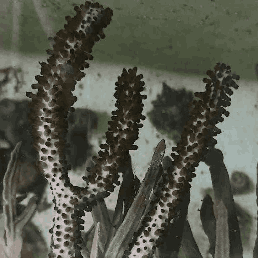 Split Pore Sea Rod Gorgonian (under 10")
