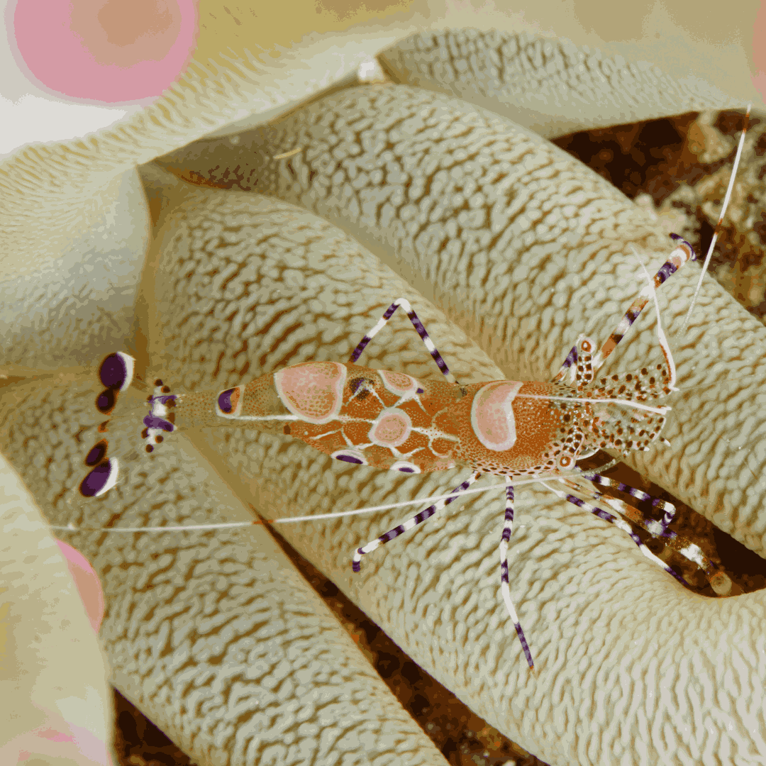 Spotted Cleaner Shrimp on Sale
