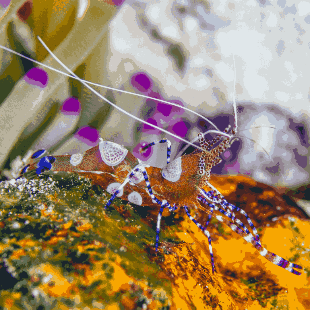 Get Spotted Cleaner Shrimp