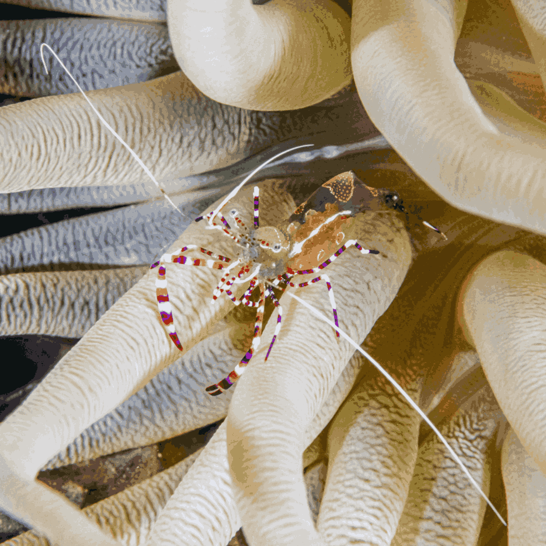 Purchase Spotted Cleaner Shrimp