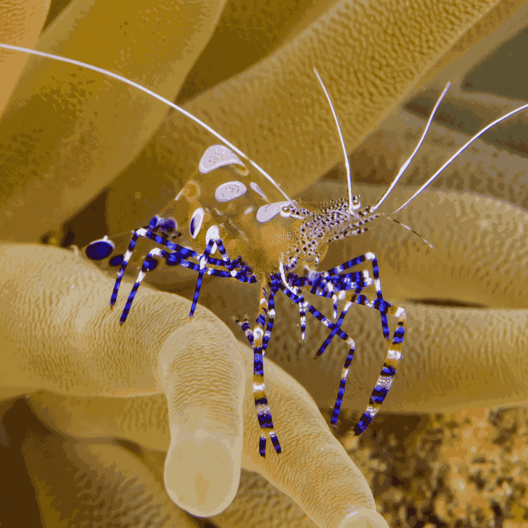 Shop Spotted Cleaner Shrimp