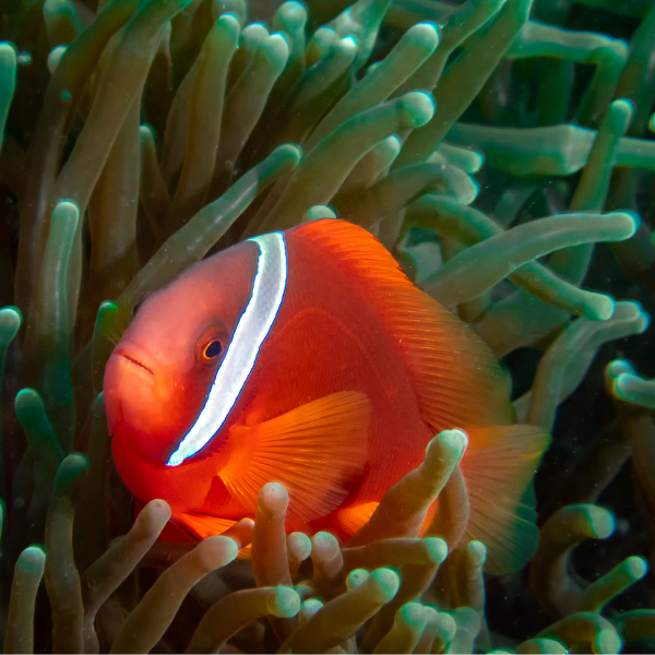 Aquacultured Tomato Clownfish