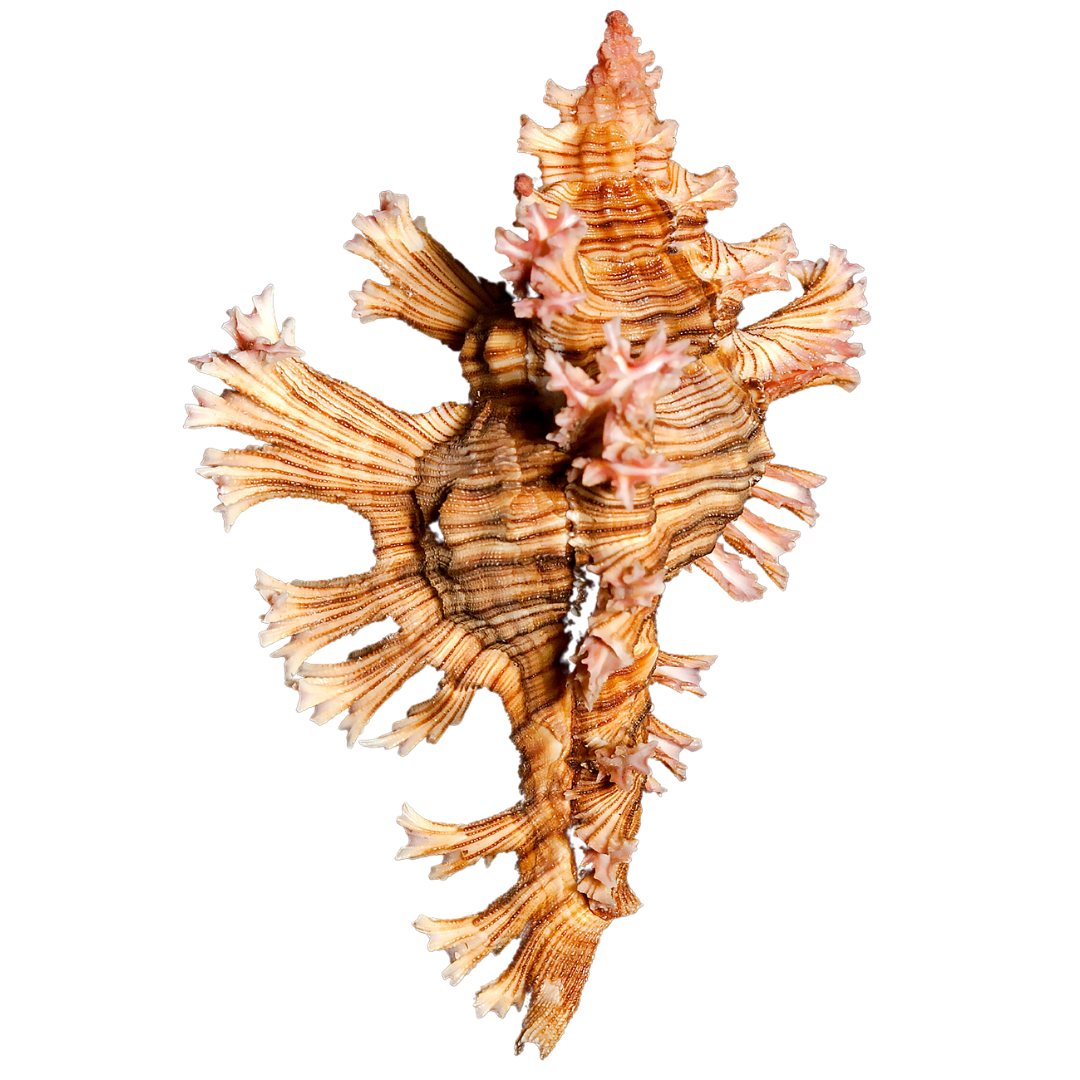 Buy Murex Snails