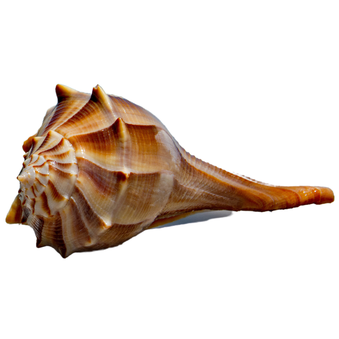 Lightning Whelk (medium 2-4 inches)