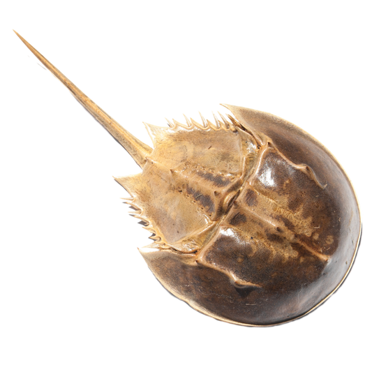 Horseshoe Crab (1-3 inches)