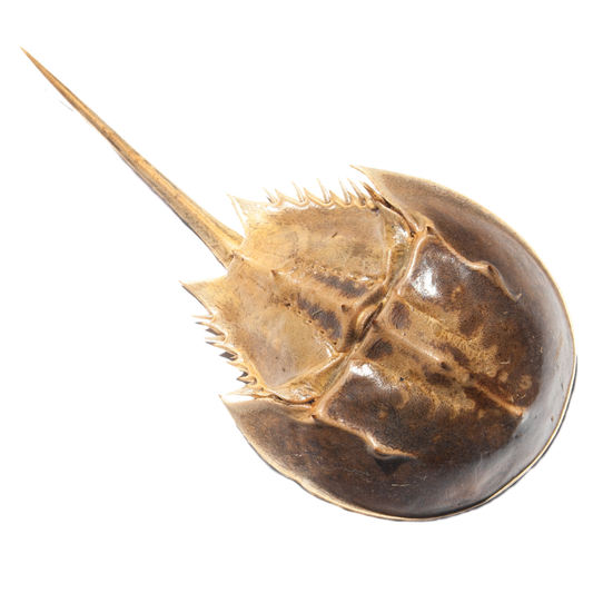 Horseshoe Crab 3 Pack (1-3 inch)