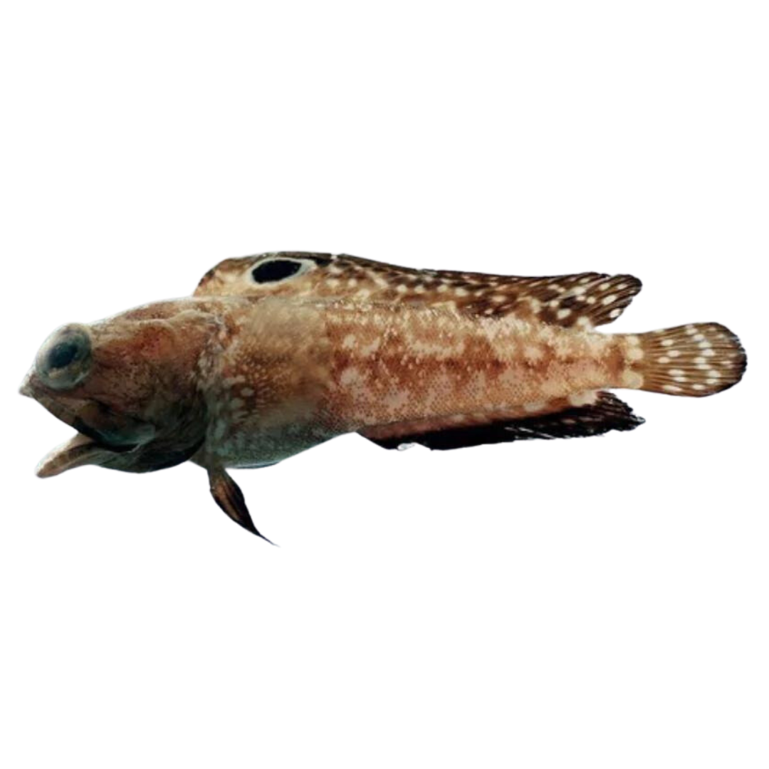 Spot Fin Jawfish (4-6 inches) – Foxy Saltwater Tropicals