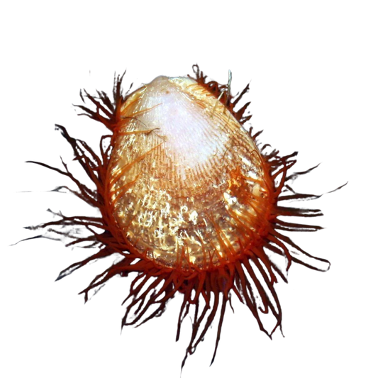 Buy Red Flame Scallop