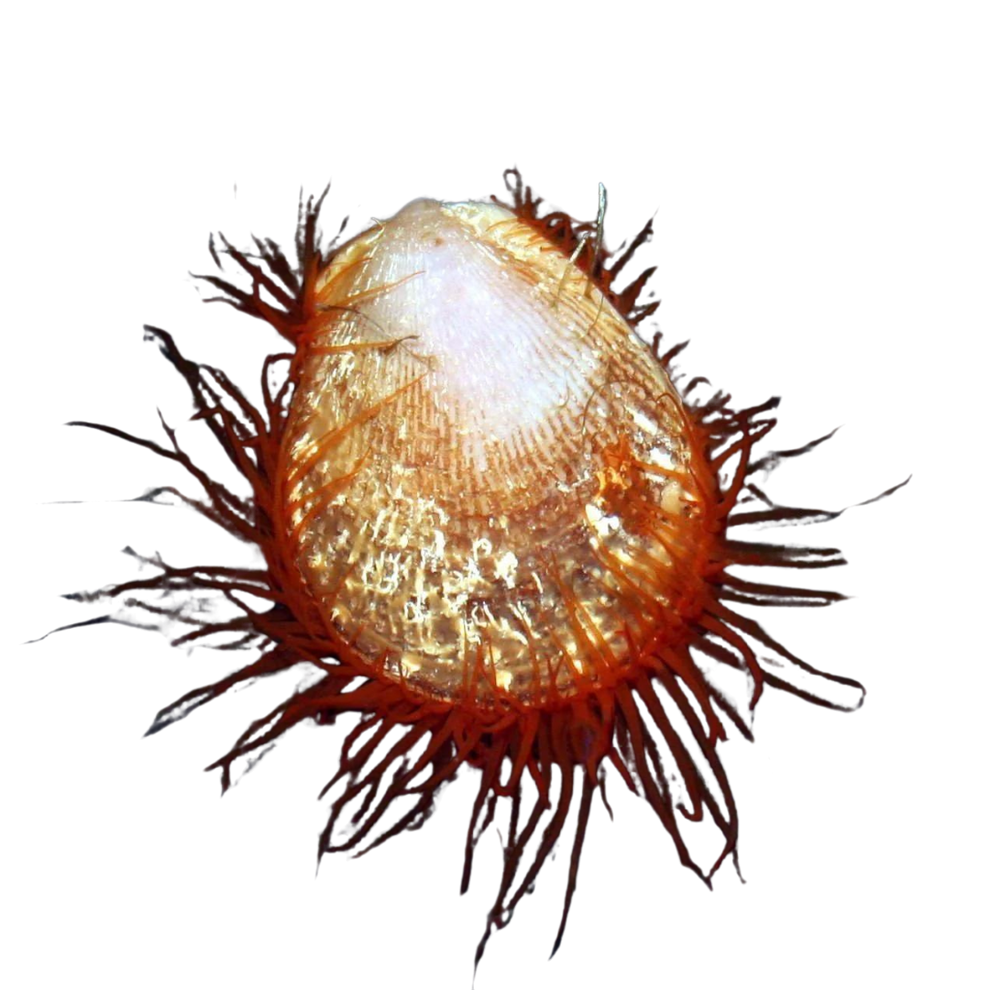 Red Flame Scallop – Foxy Saltwater Tropicals
