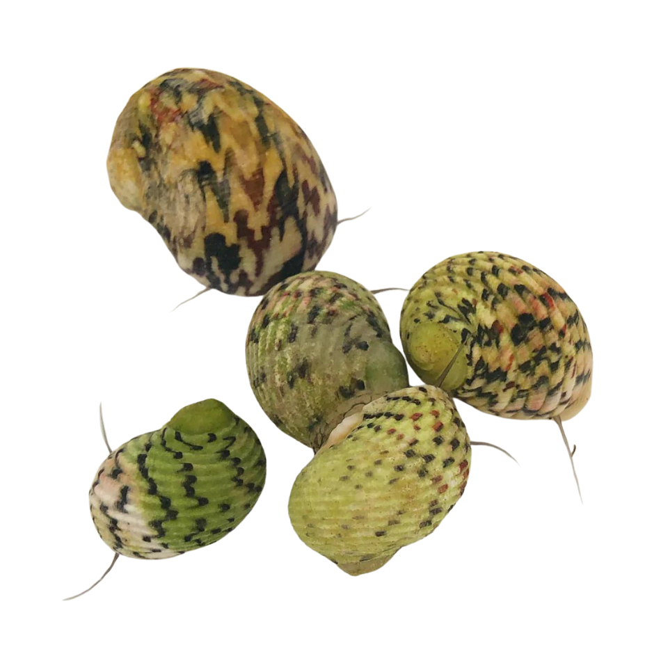 Saltwater Snails for Sale | Foxy Saltwater Tropicals