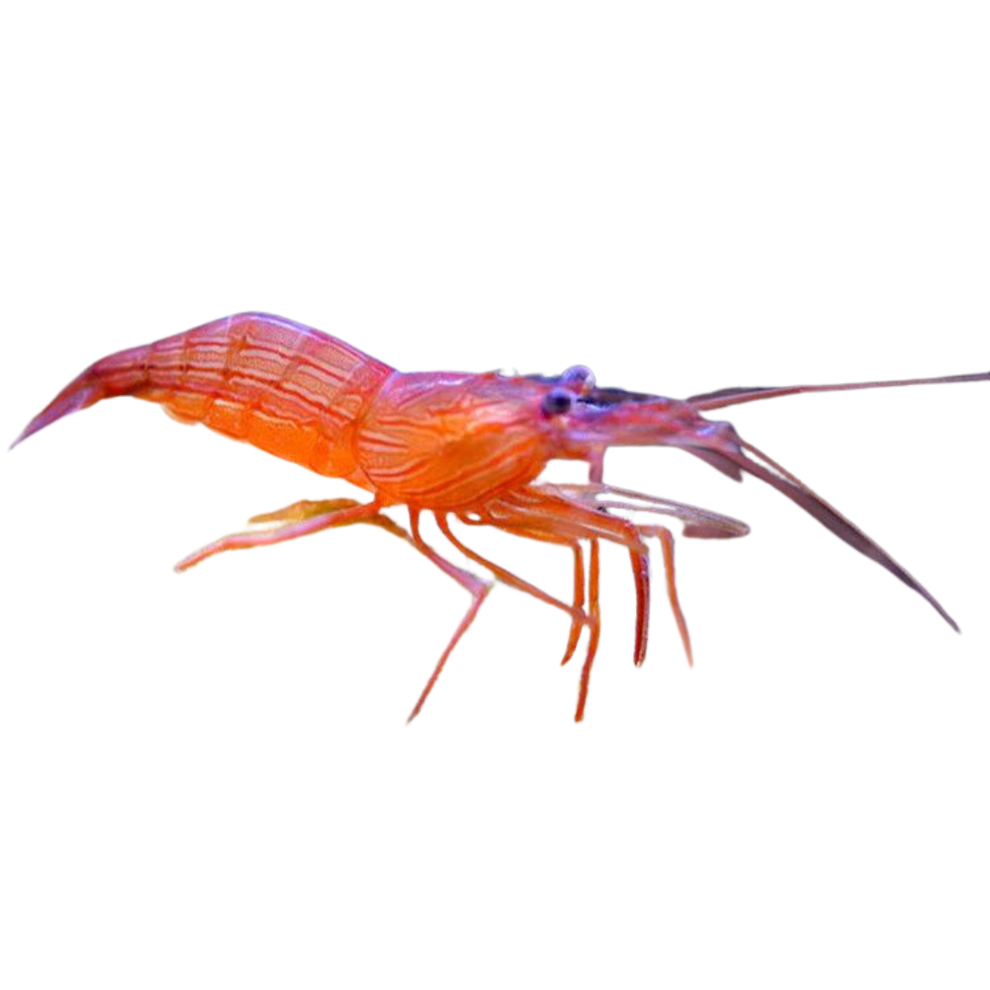 Peppermint Shrimp 5 pack Foxy Saltwater Tropicals