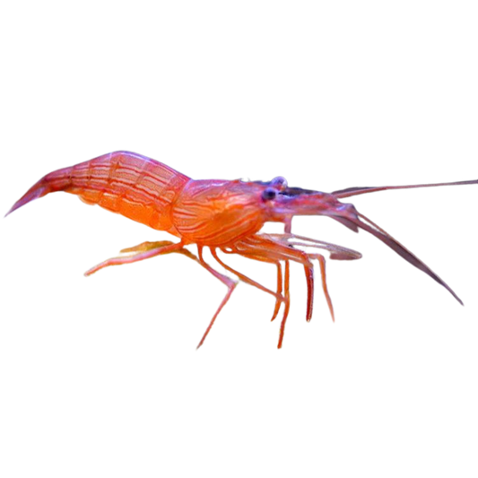 Peppermint Shrimp 10 pack