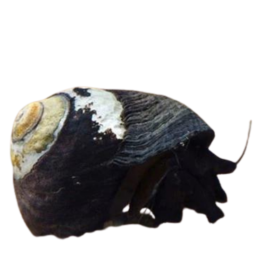 Black Margarita Snail