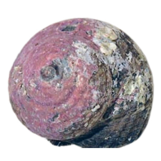 Buy Pink Margarita Snail