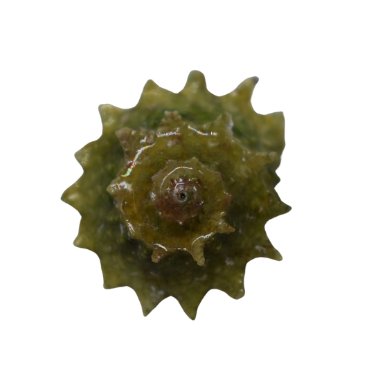 Buy Ninja Star Snails