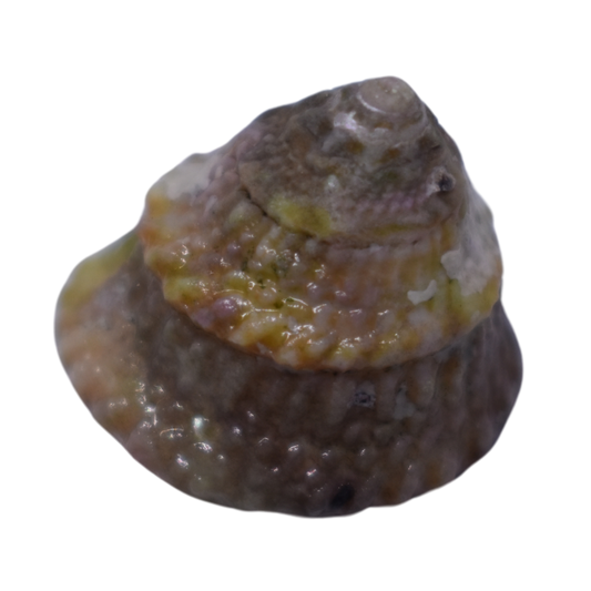 Astrea Turbo Grazer Snails