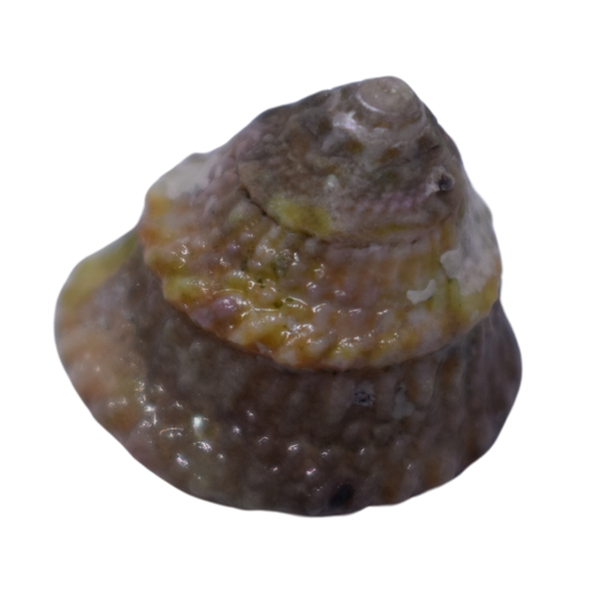 Astrea Turbo Grazer Snails 50 Pack