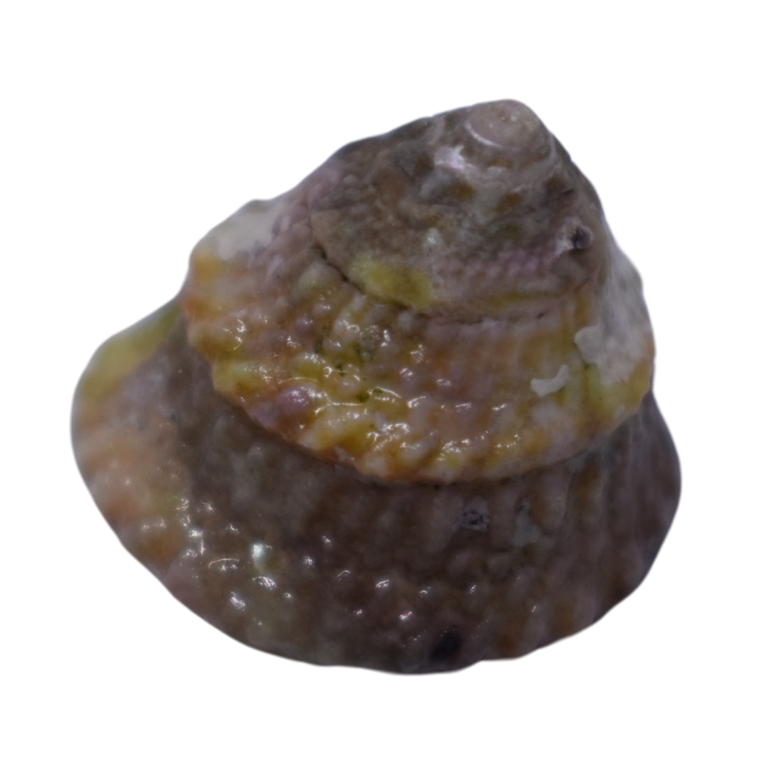 Astrea Turbo Grazer Snails 25 pack