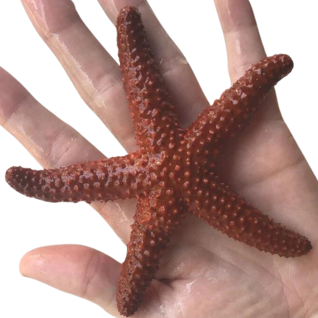 Key West Starfish (large)