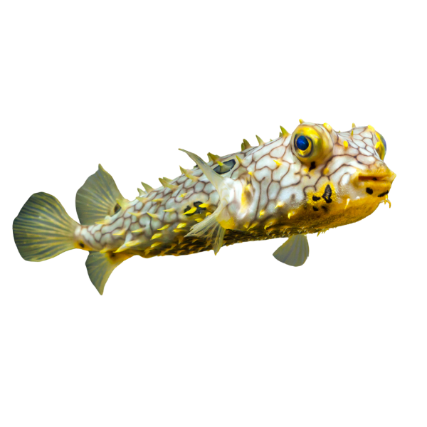 Web Burrfish