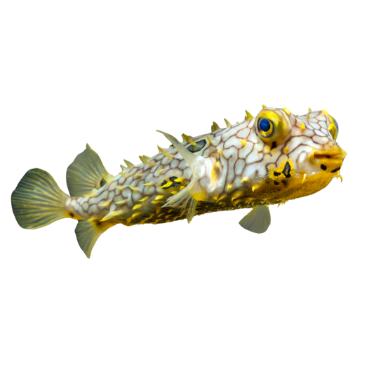 Web Burrfish