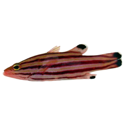 Swissguard Basslet (large)