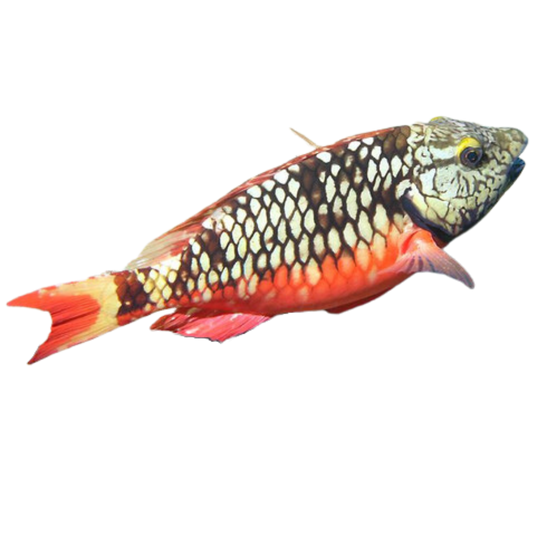 Stoplight Parrotfish