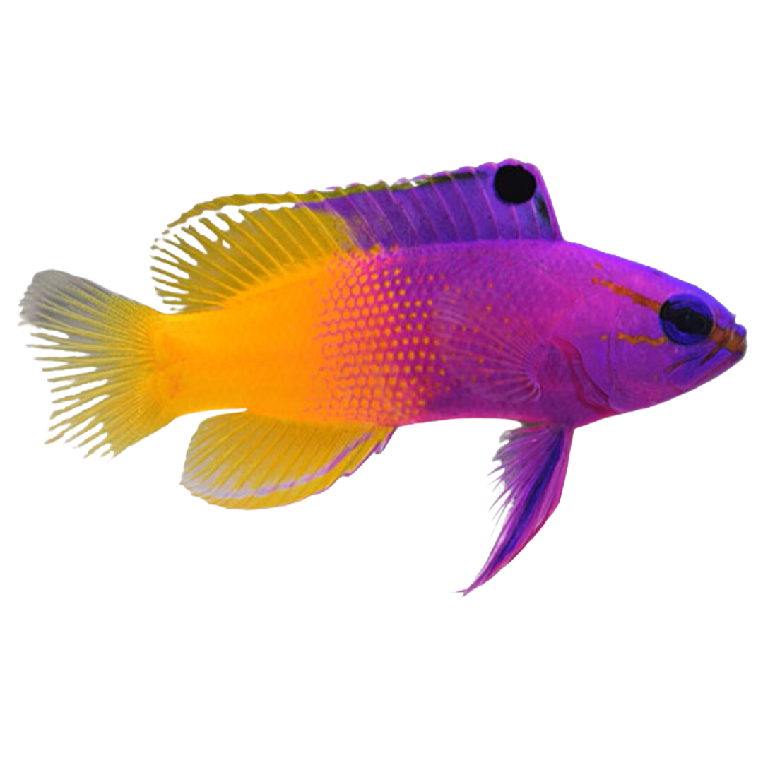 Basslet Fish For Sale – Foxy Saltwater Tropicals