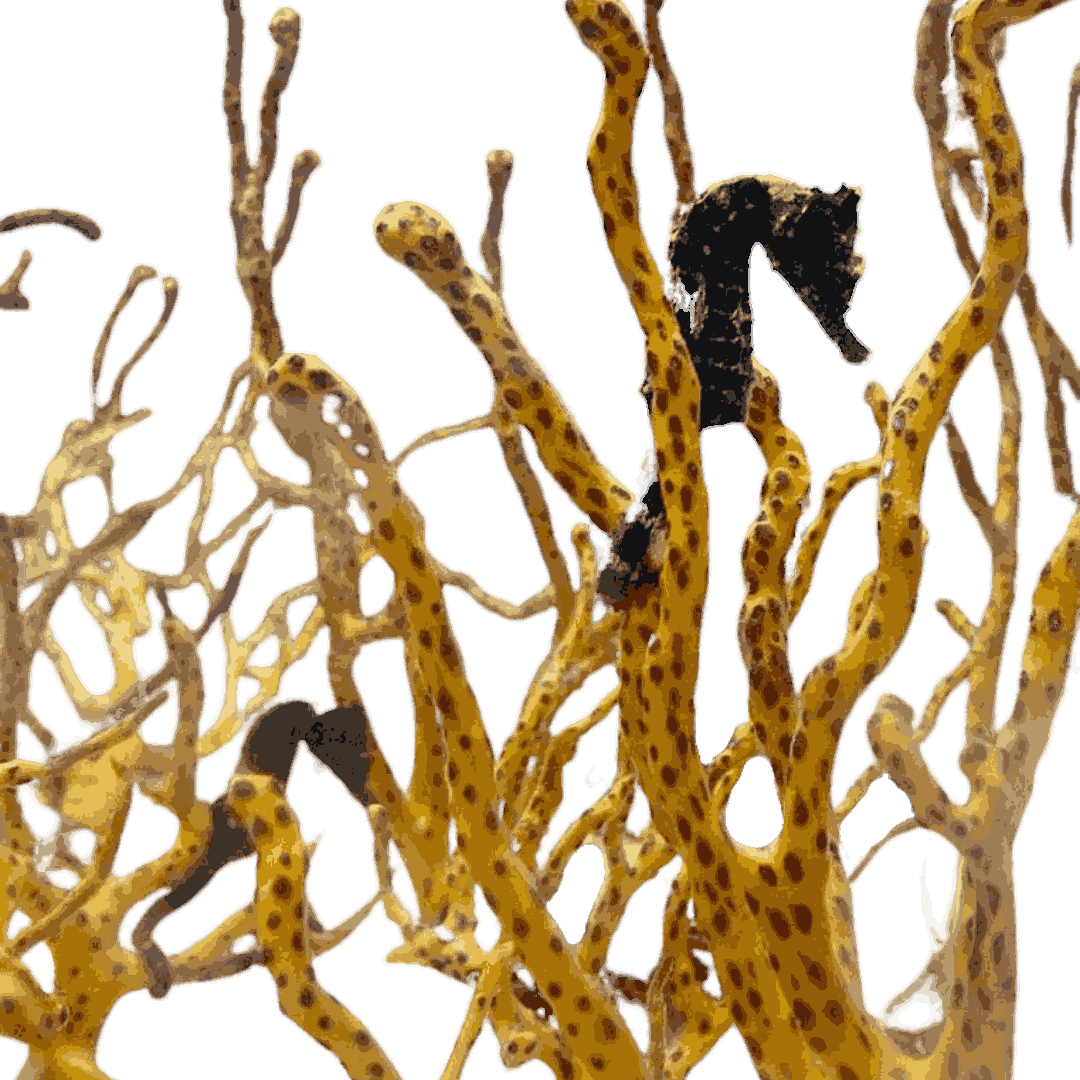 Yellow Tank Raised Seahorse (juvenile-not sexed)1
