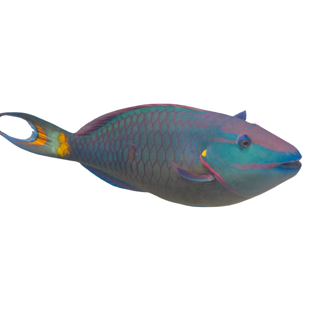 Alpha Male Stoplight Parrot (XL 8-10")