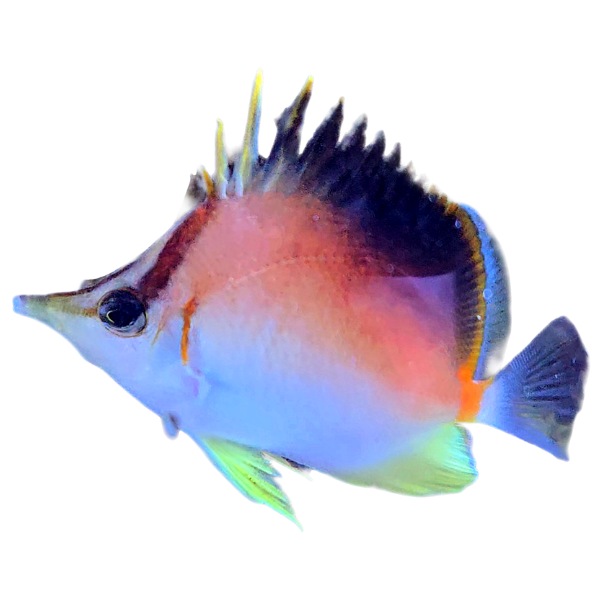 Longnose Atlantic Butterfly