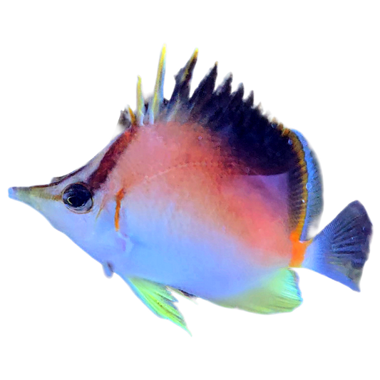 Longnose Atlantic Butterfly