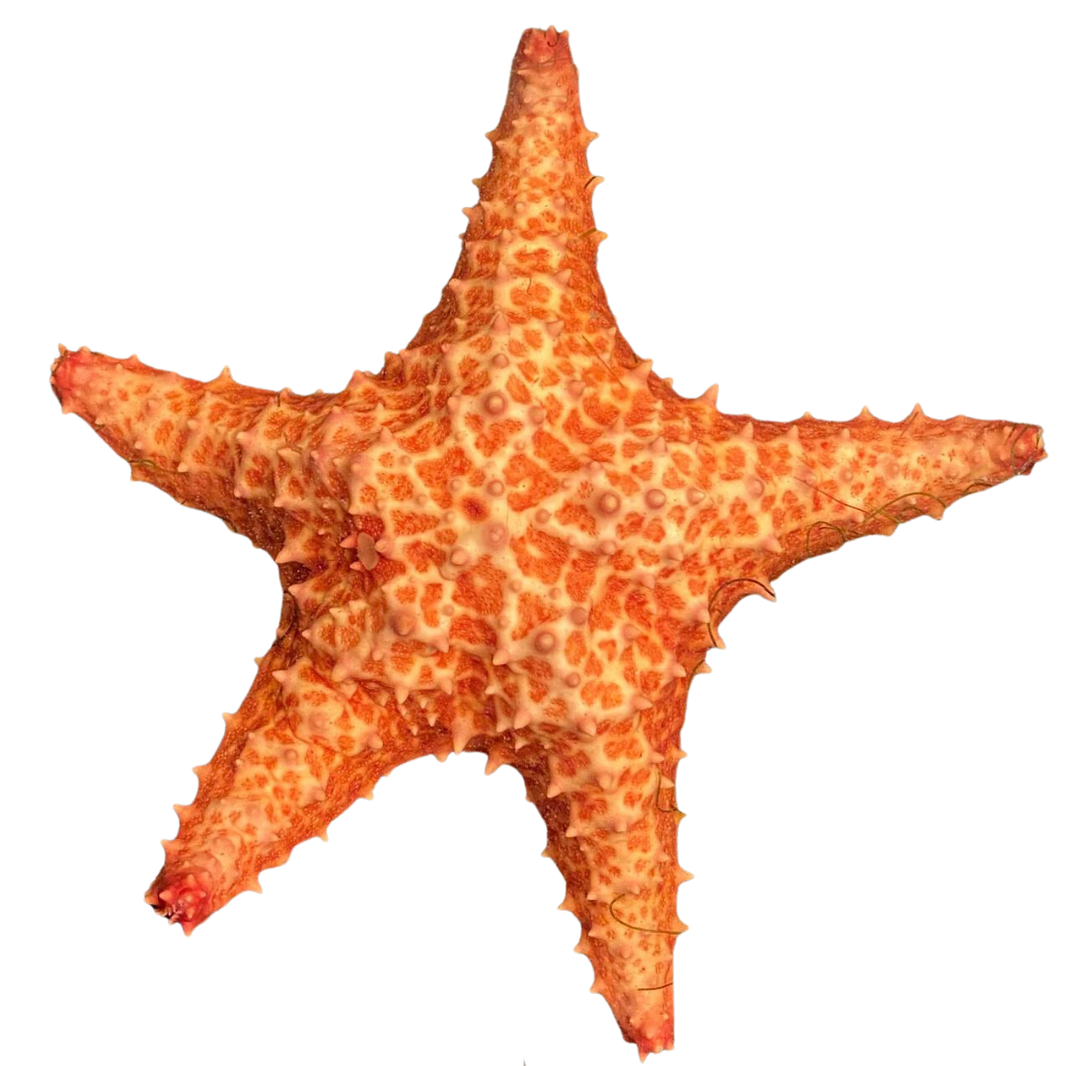 Saltwater Starfish for Sale | Live Starfish | Foxy Saltwater Tropicals