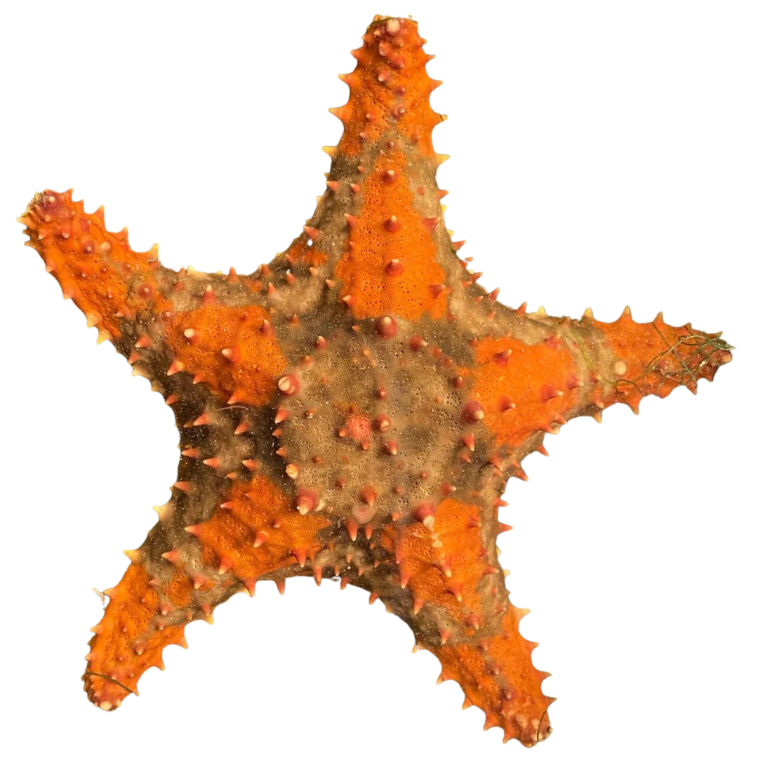 Shop Bahama Sea Star