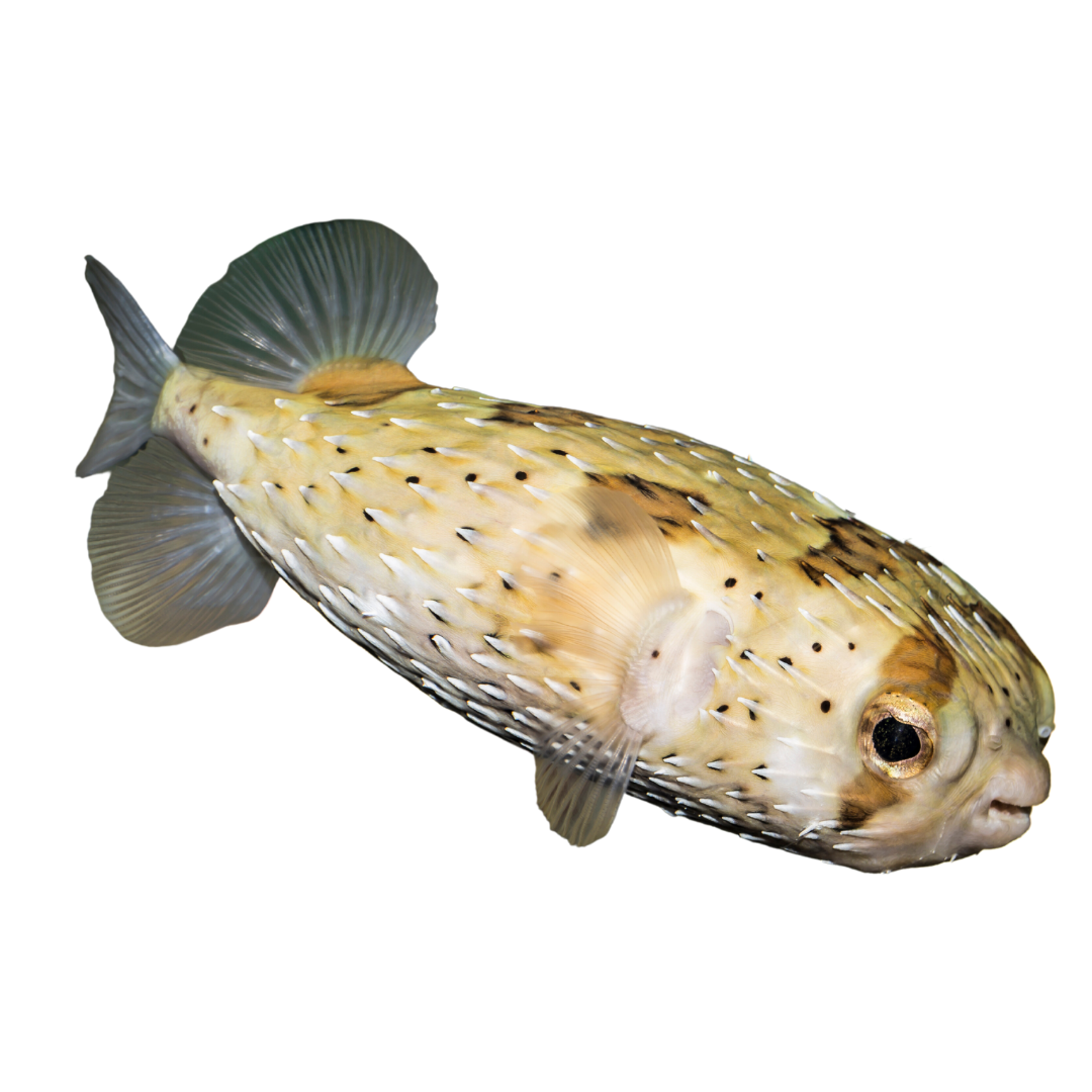 Balloon Puffers/ Spiny Porcupine Fish (4-6 inches)