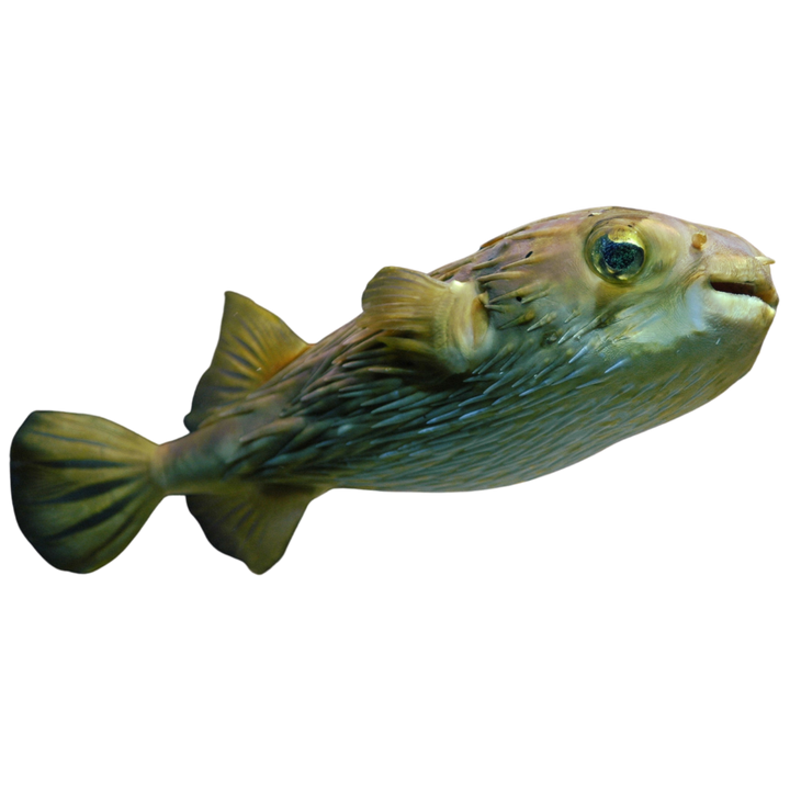 Buy Puffer Fish Collection | Foxy Saltwater Tropicals