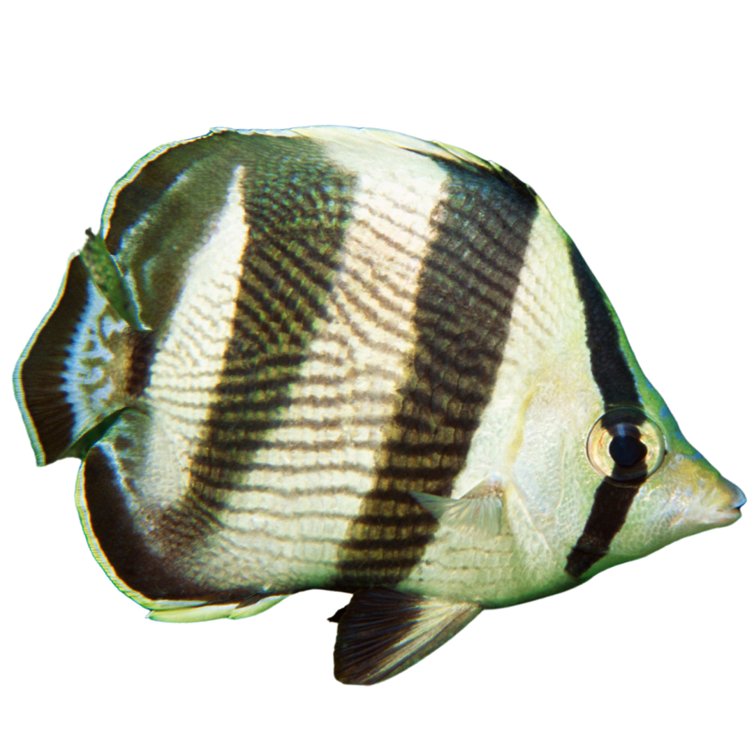 Banded Butterflies (Large 3-4 inches)