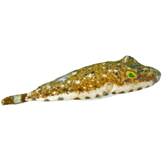 Shop Bandtail Puffer