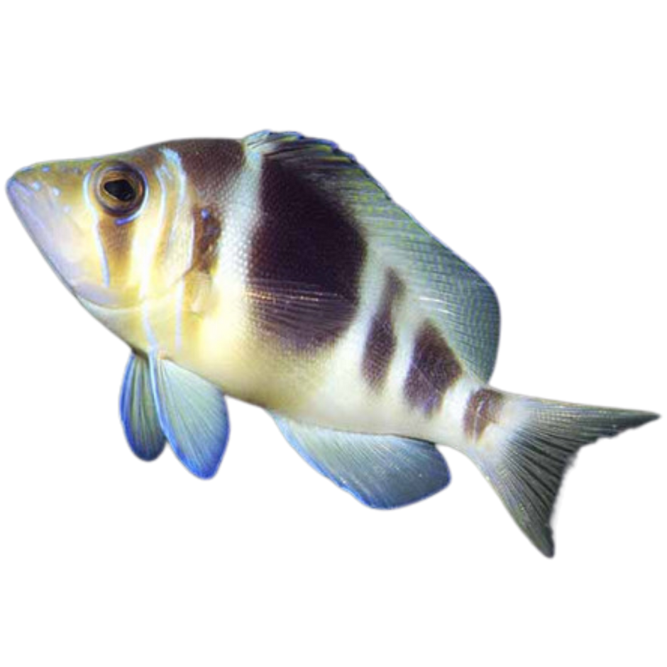Hammed Fish Hamlet Fish For Sale – Foxy Saltwater Tropicals