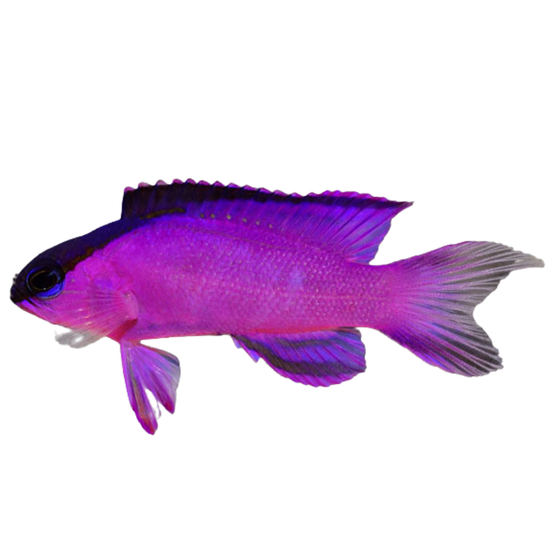 Black Cap Basslet – Foxy Saltwater Tropicals