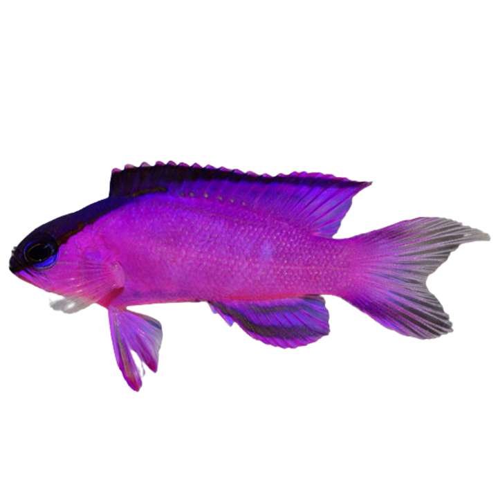 Basslet Fish For Sale – Foxy Saltwater Tropicals