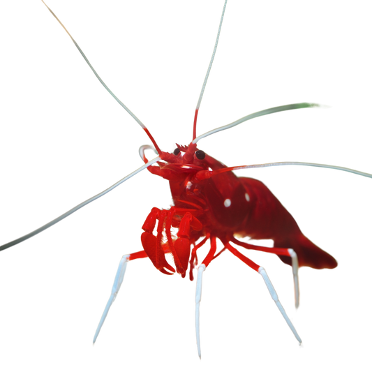 Buy Blood Red Fire Shrimp