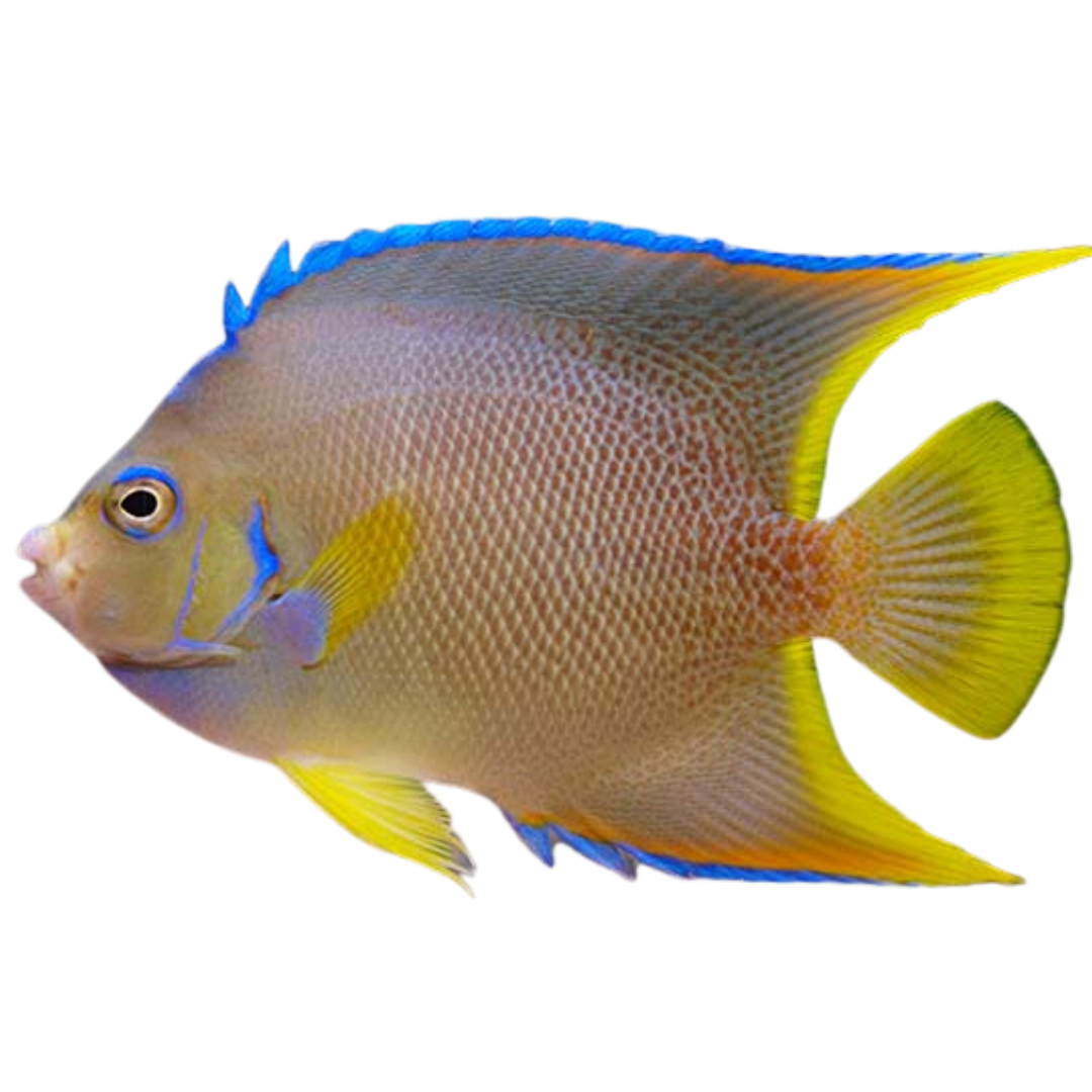 Medium Angelfish Blue Angelfish (Medium 3-5 inches) – Foxy Saltwater Tropicals
