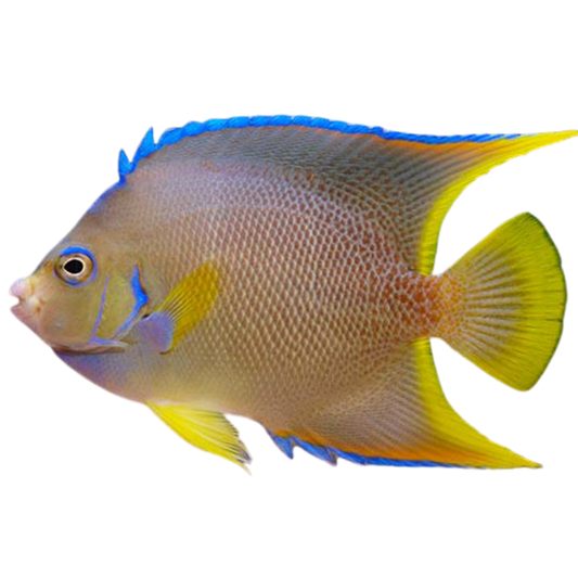 Blue Angelfish