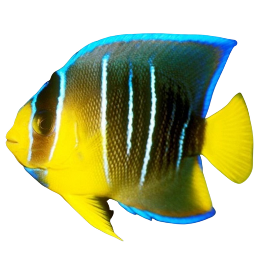 Blue Angelfish (Medium 3-5 inches)