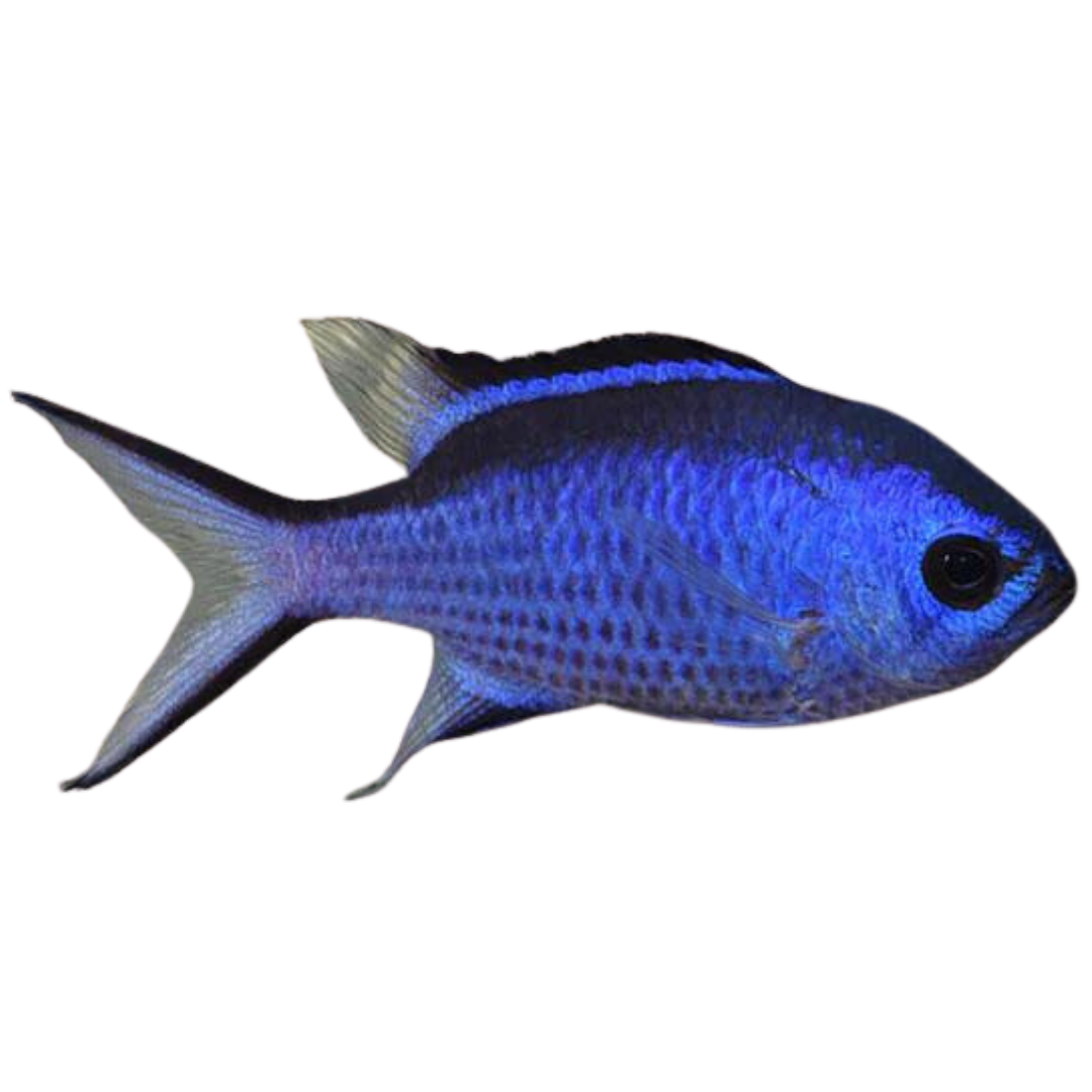 Blue Reef Chromis (Large)