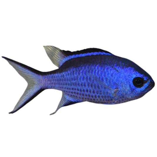 Blue Reef Chromis (Large)